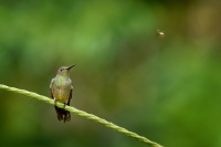 Kolibrik skvrnitoprsy - Phaeochroa cuvierii - Scaly-breasted hummingbird o5487